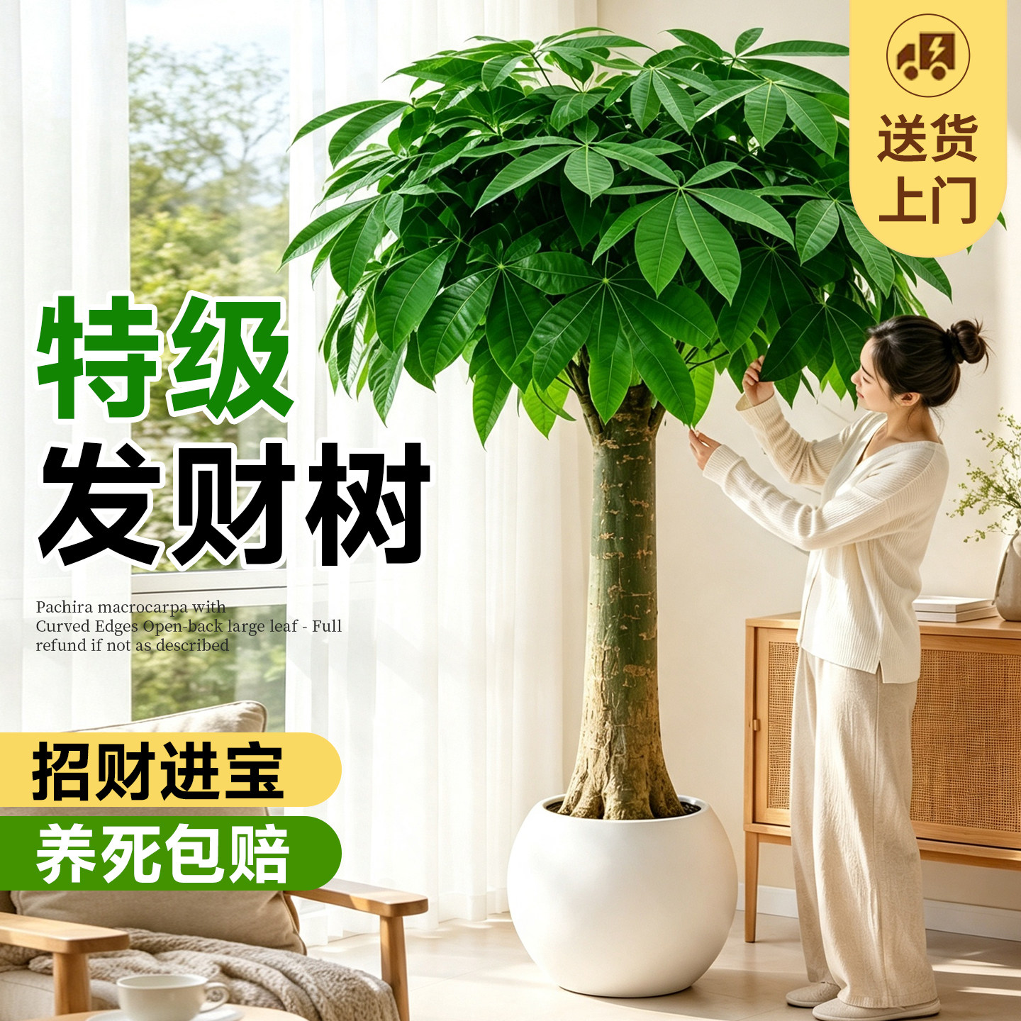 发财树客厅盆栽大棵老桩树苗绿植室内办公室招财旺宅植物四季好养