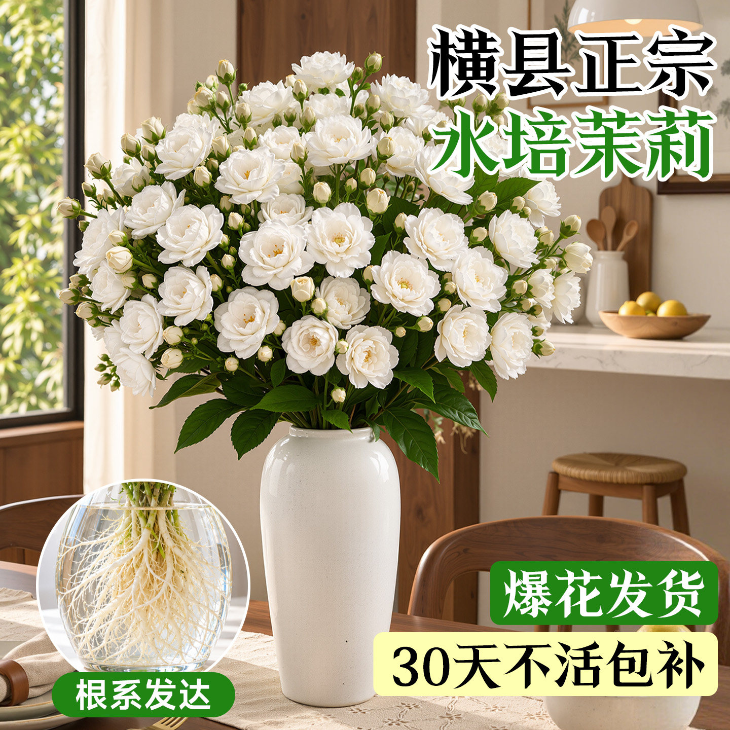 正宗水培茉莉花带花苞苗懒人四季好养鲜花开花卉室内桌面带根植物
