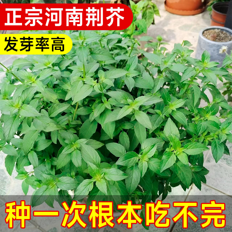 正宗河南大叶荆芥种子菜籽图片