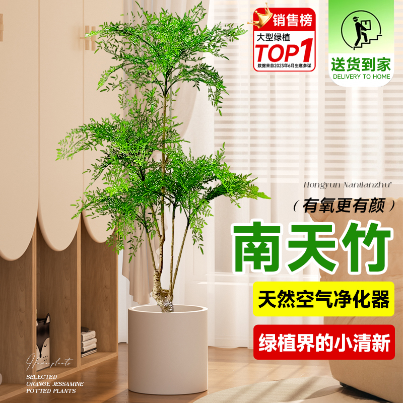 南天竹盆栽客厅真树客厅绿植室内盆栽火焰老桩办公室落地大型植物