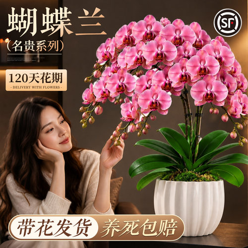 蝴蝶兰盆栽带花发货养死包赔