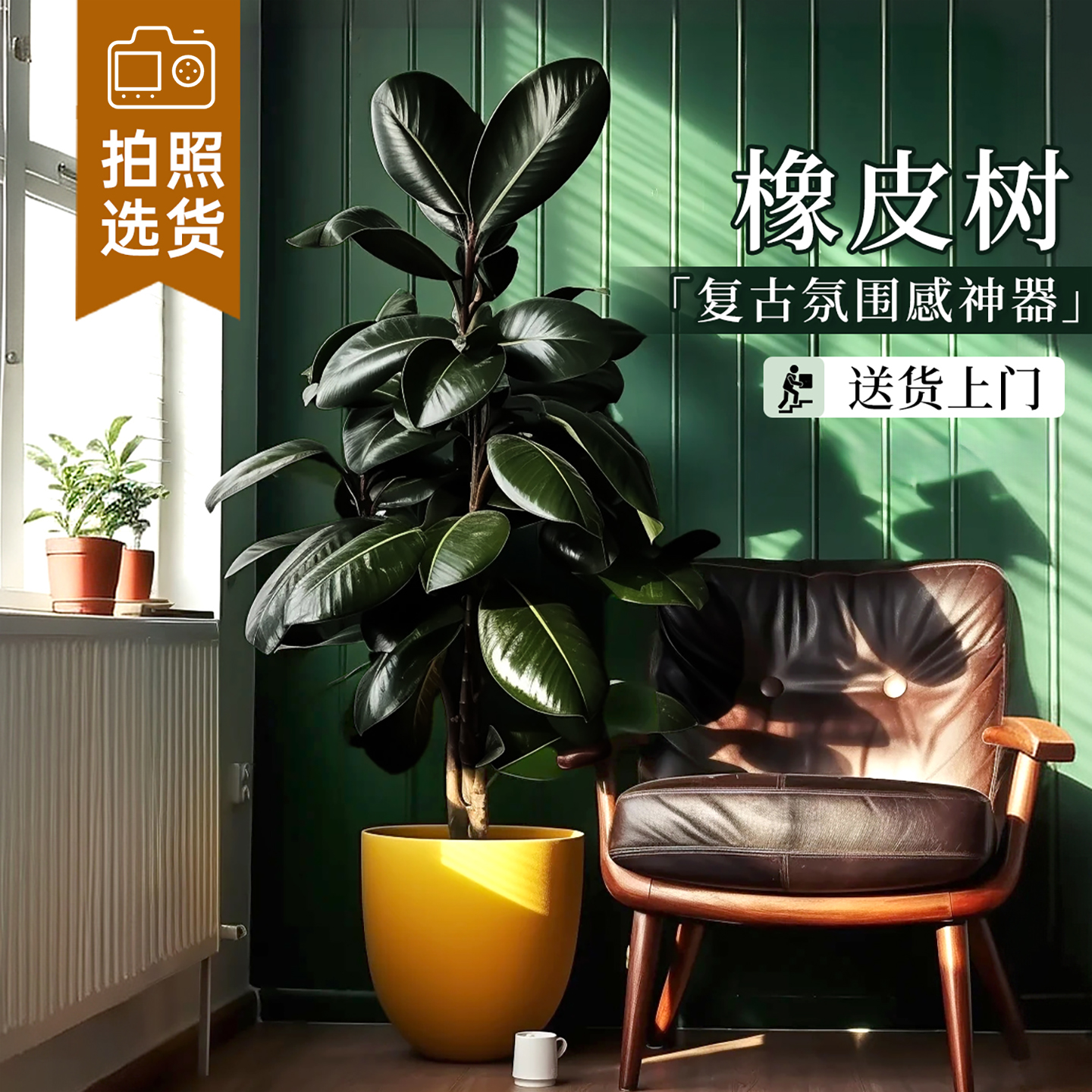 黑金刚橡皮树客厅大盆栽老桩真树