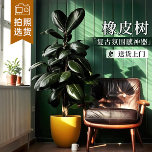 黑金刚橡皮树客厅大盆栽老桩室内大型真树绿植好养办公室植物摆件