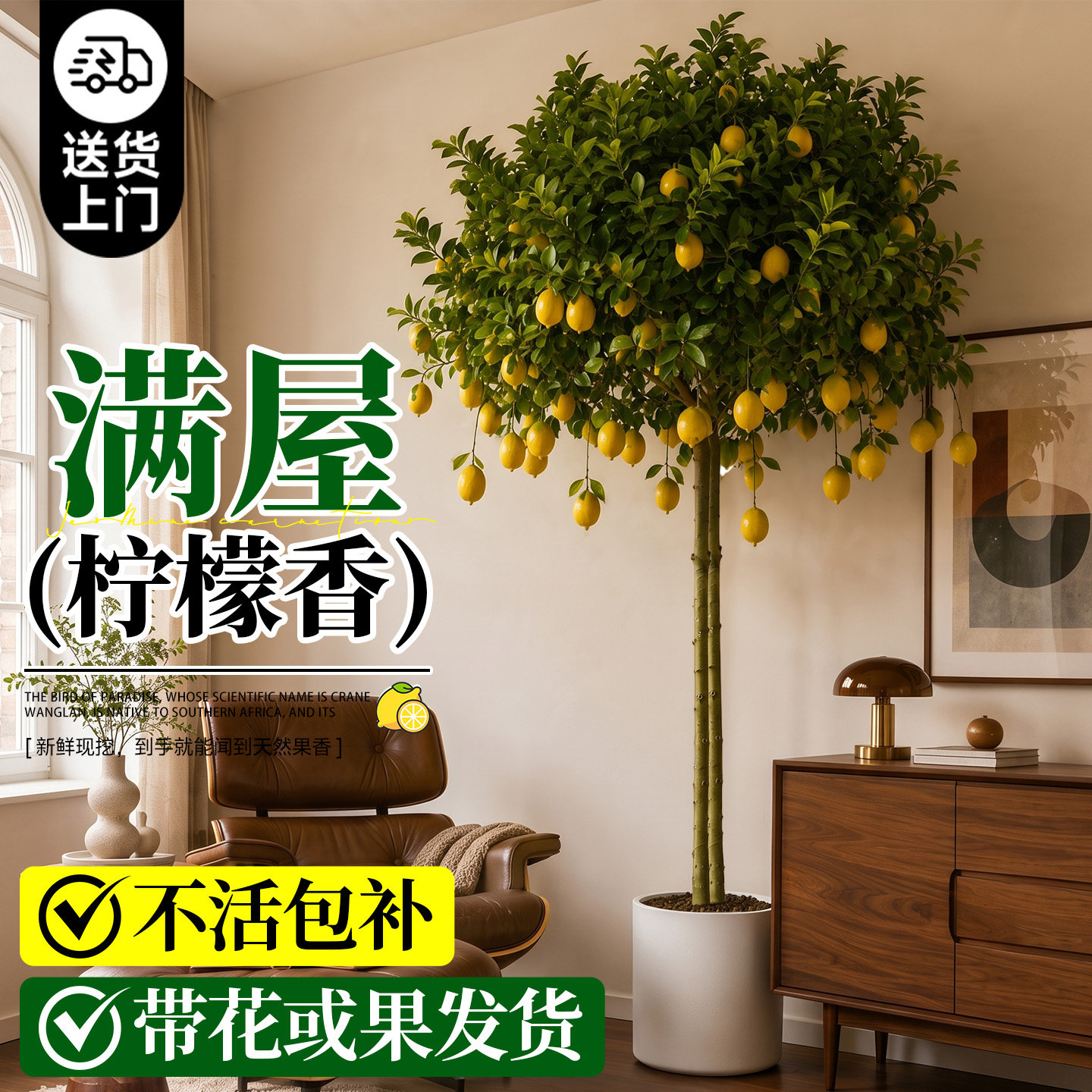 香水柠檬树盆栽带果可食好养图片