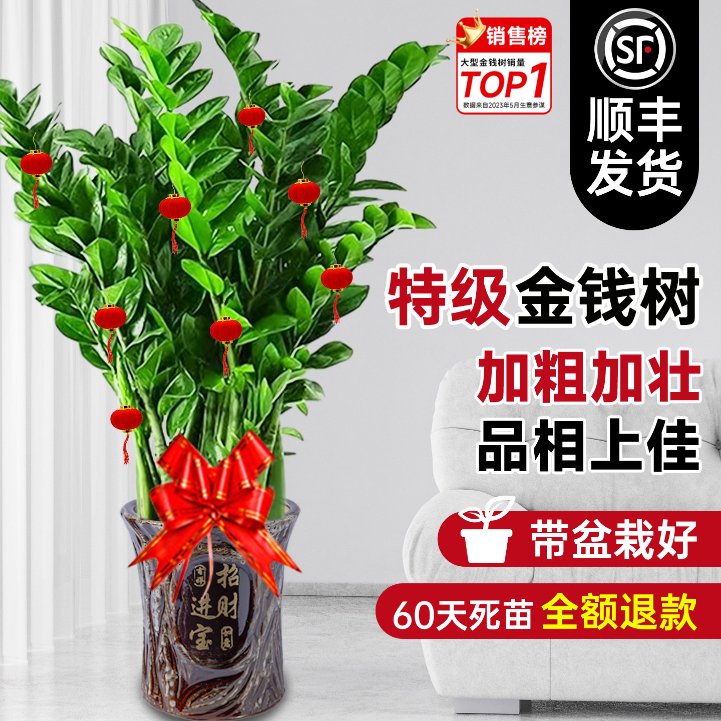 【特级品质】加粗加壮品相金钱树