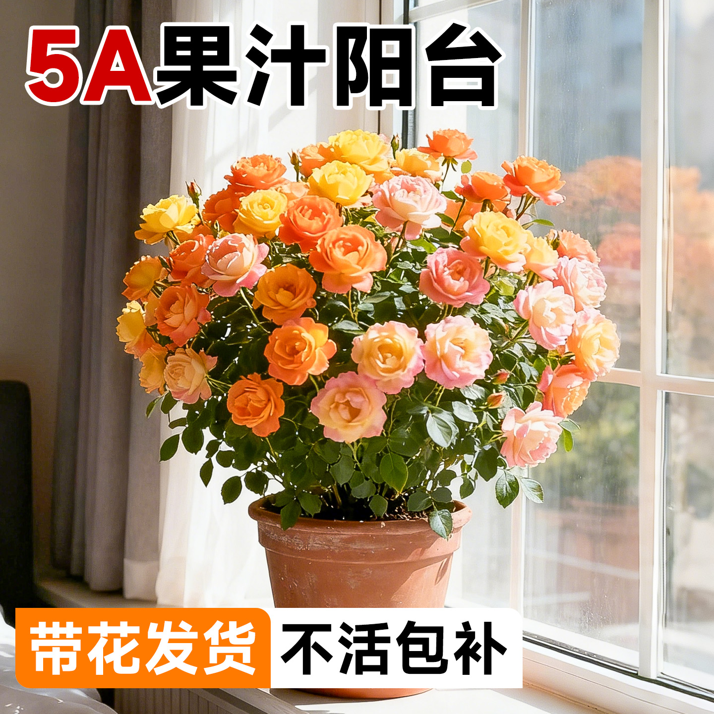 5A果汁阳台月季带花发货不活包补
