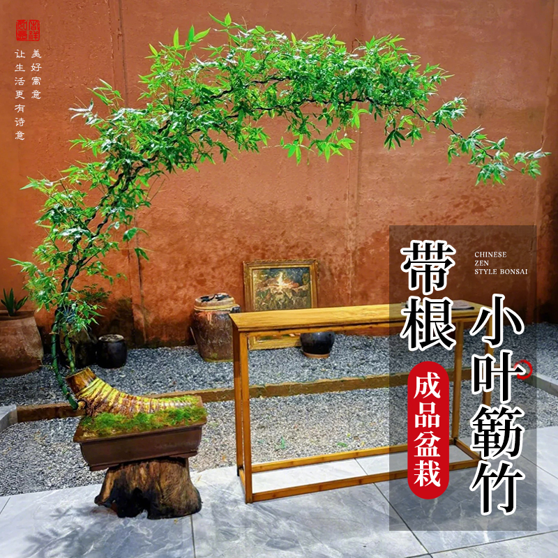 【有水就能长】小叶勒竹老桩盆景