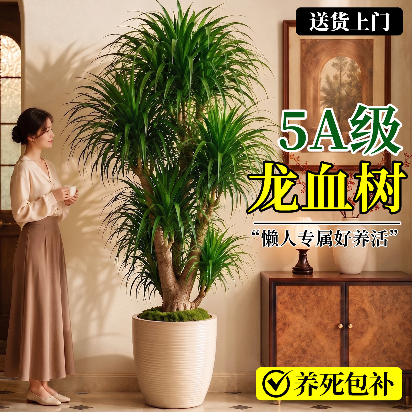 【5A特级】大型龙血树不活包补图片