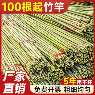 精选100根竹竿菜园搭架蔬菜黄瓜番茄豆角架杆爬藤菜架批发竹篱笆