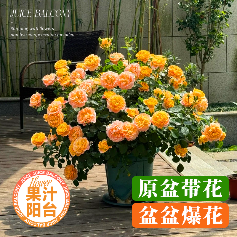 果汁阳台月季盆栽四季带花带花苞