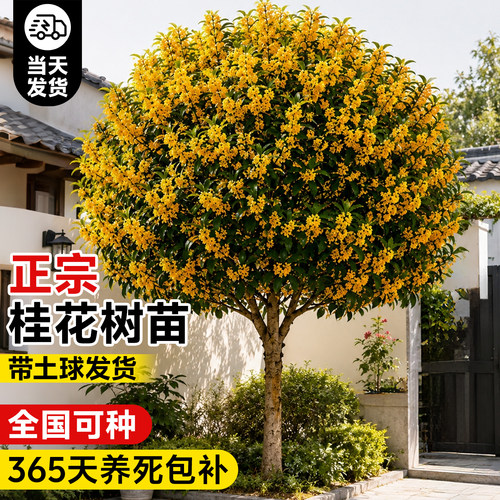 正宗桂花树苗带土球发货养死包赔