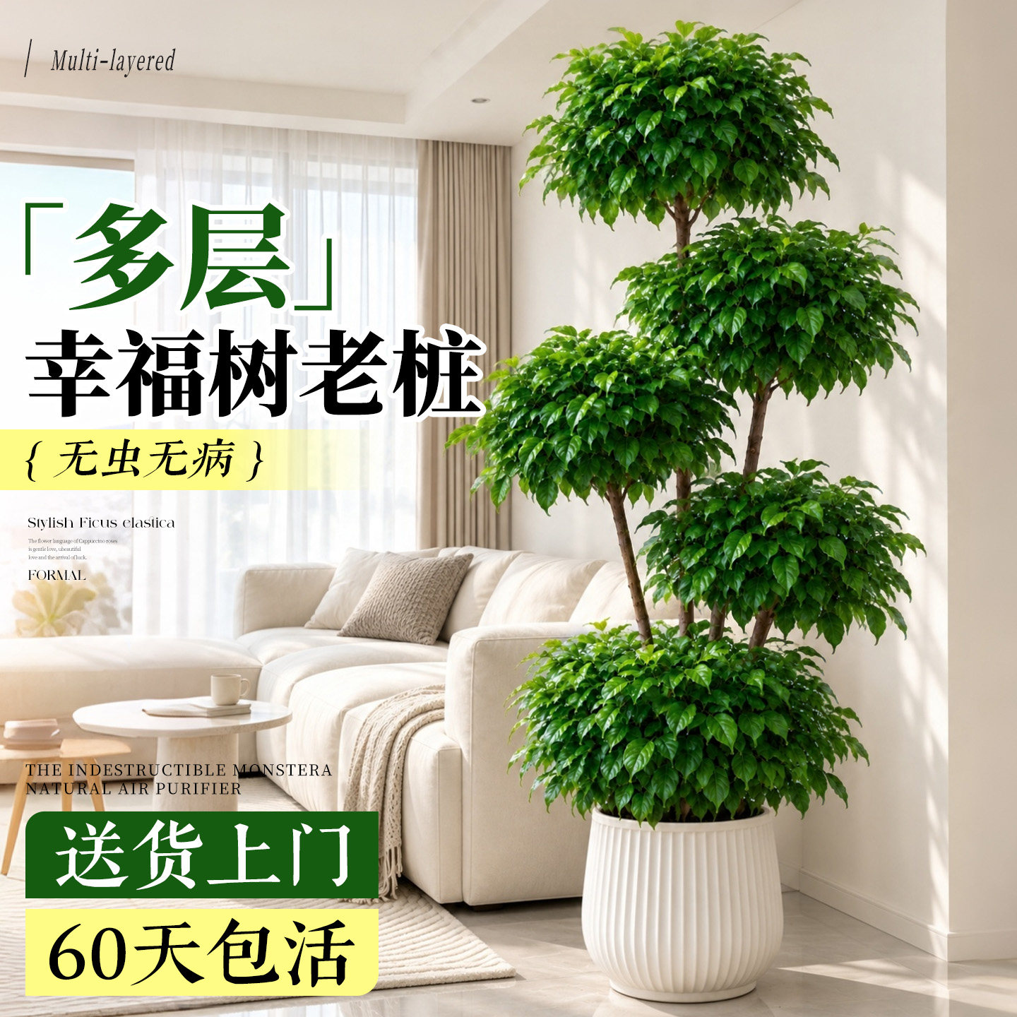 幸福树客厅大盆栽室内高端大型落地旺宅老桩绿植物懒人四季好养活