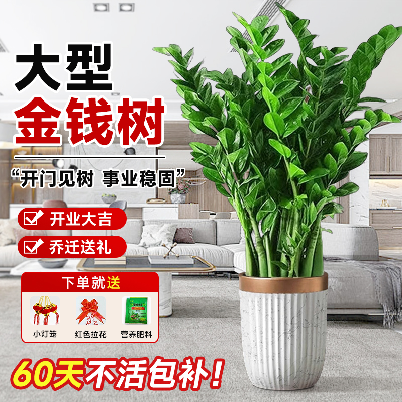 金钱树盆栽办公室内客厅大花盆真树大型绿植新房乔迁搬家植物摆件