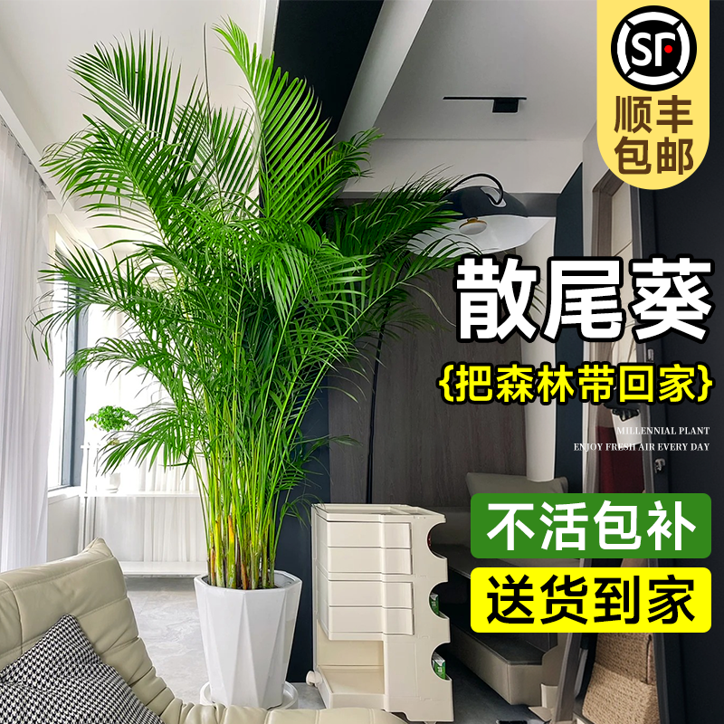 散尾葵植物盆栽凤尾竹大型绿植