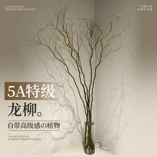 龙柳鲜枝水培植物室内好养绿植插花干枝雪柳切花水养客厅吊钟盆栽