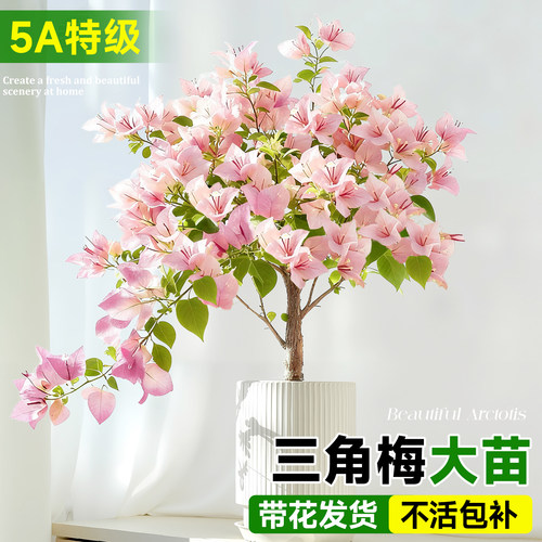 5A特级大号三角梅带花发货