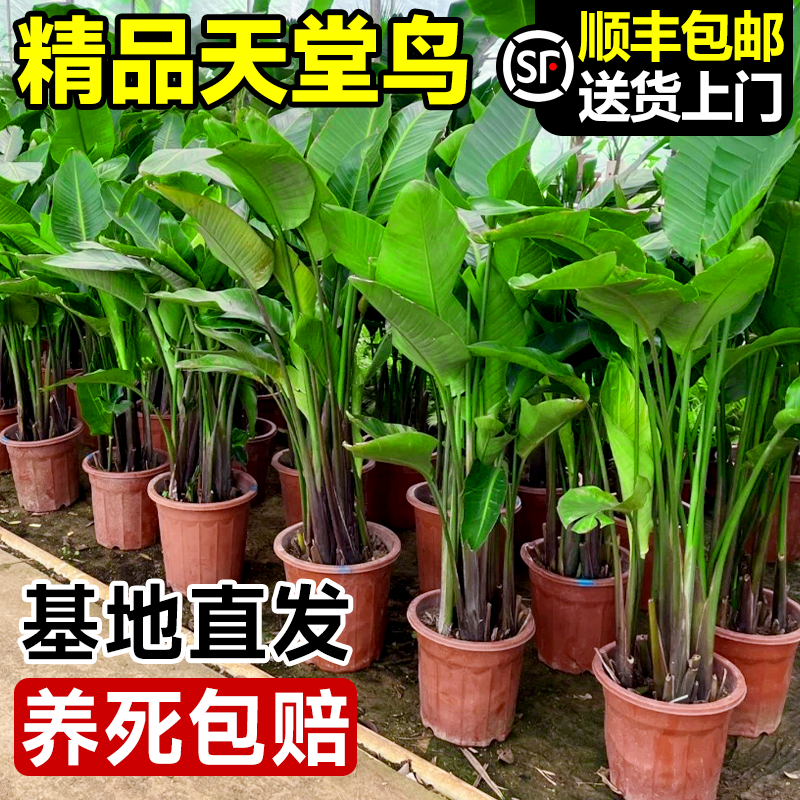 天堂鸟绿植盆栽客厅室内大型植物