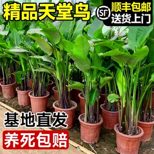 天堂鸟客厅绿植盆栽办公室内大型植物高级感落地盆景好养禄植真花