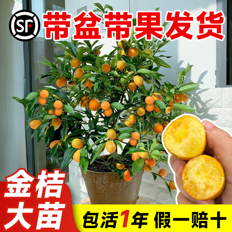 【带果发货】融安脆蜜脆皮金桔树