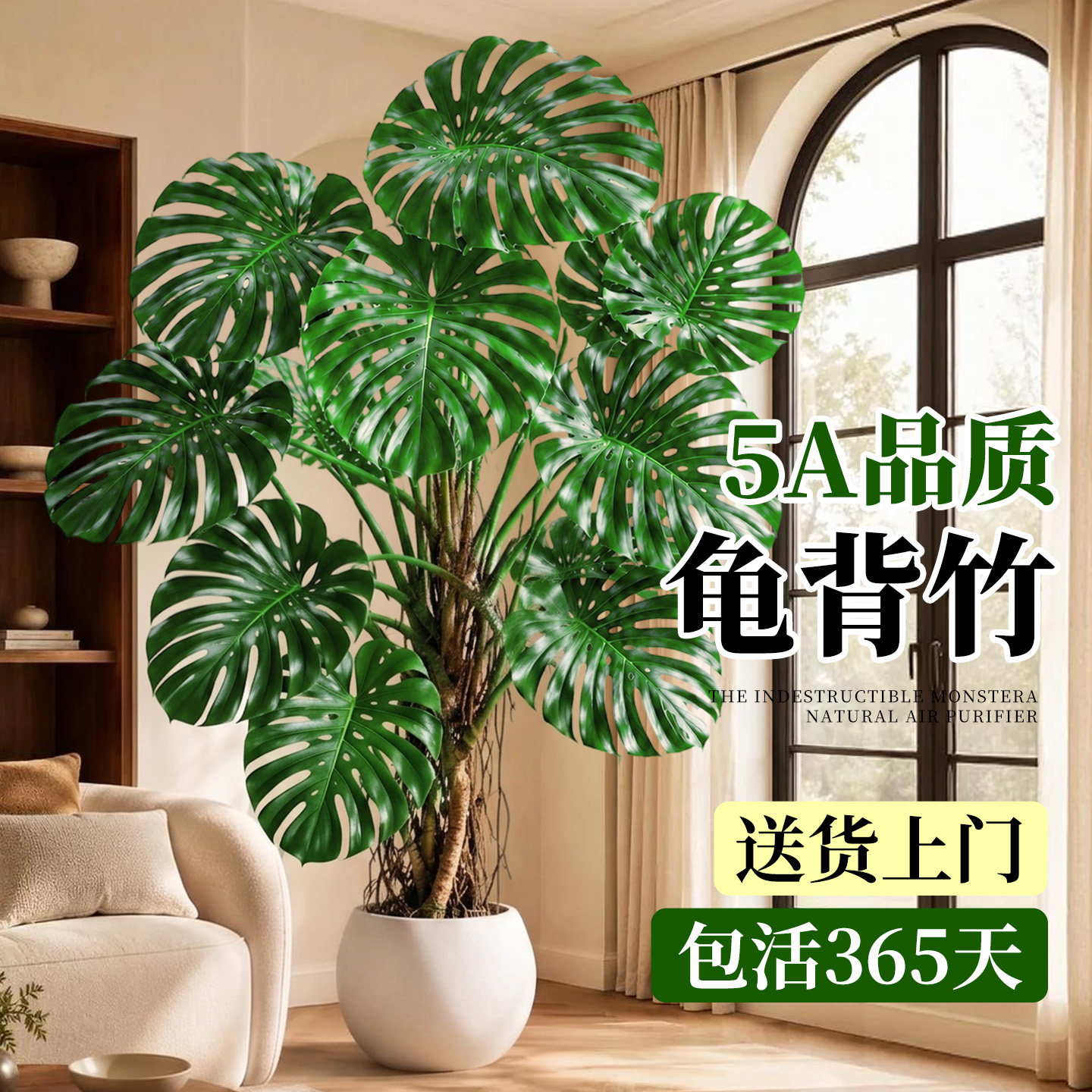 【5A特级】老桩龟背竹高级感好养图片