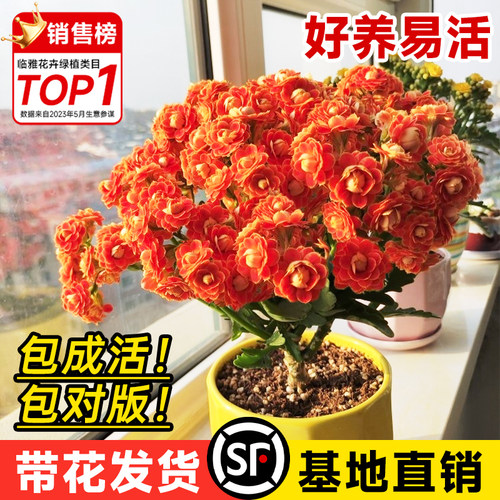 长寿花盆栽重瓣大花冬季好养易活