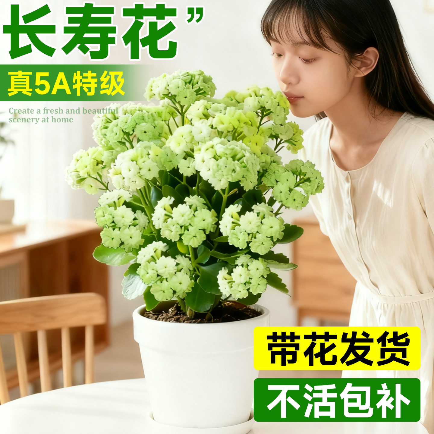 5A特级绿巴黎长寿花带花真大花