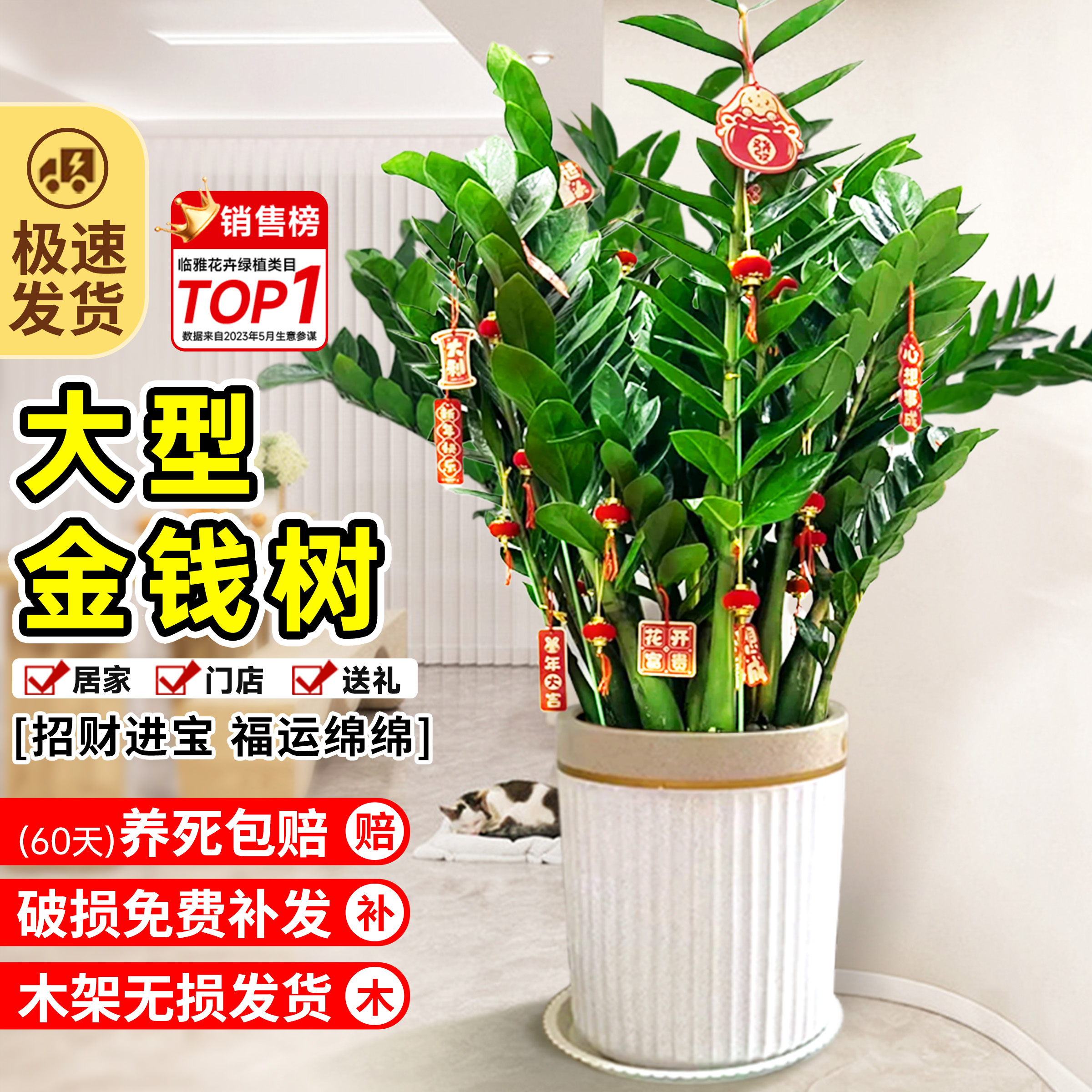 金钱树盆栽室内大型绿植落地摆件