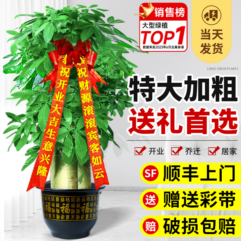 开业送礼步步高吉祥大气大号盆栽