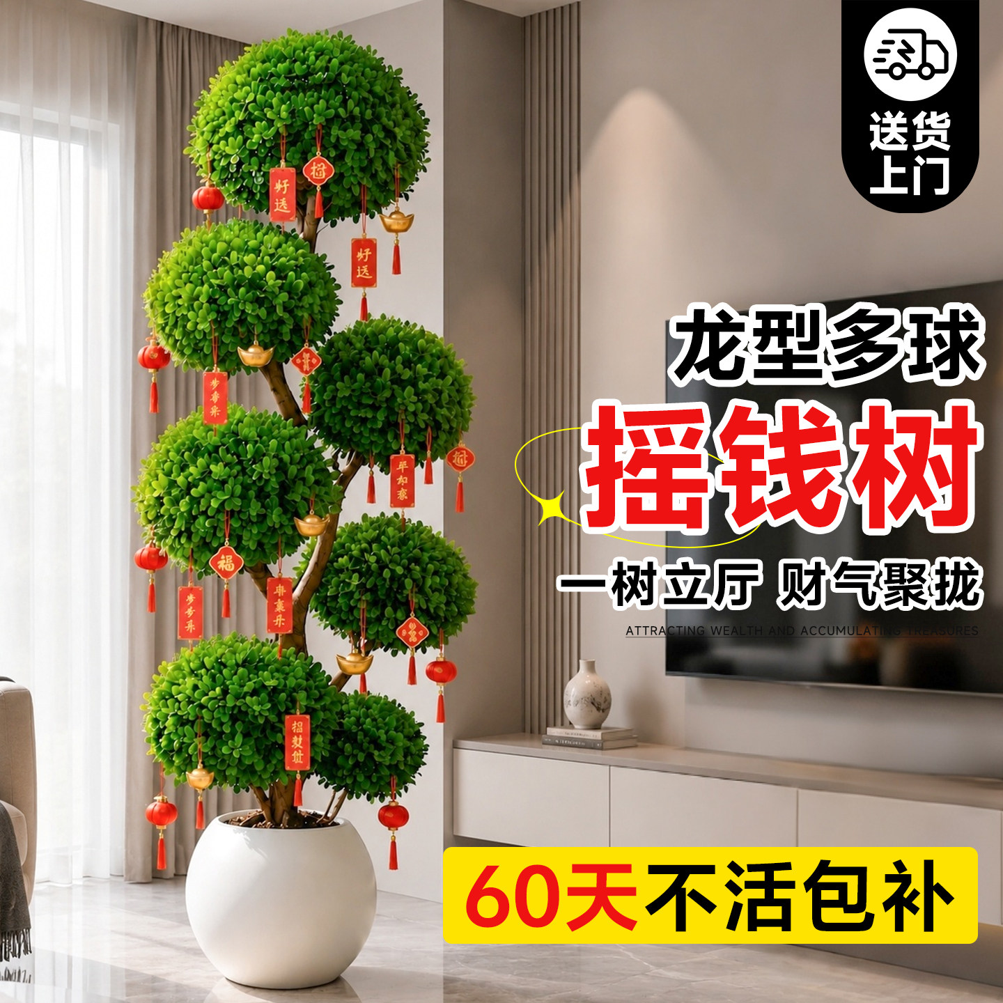摇钱树盆栽金钱榕钱串子客厅绿植物开业送礼乔迁旺宅大型盆景招财