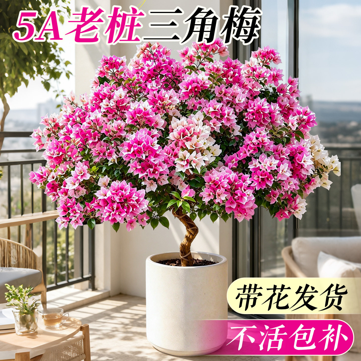 重瓣三角梅四季开花卉老桩带花盆栽漳红樱树苗室内阳台爬藤绿植物