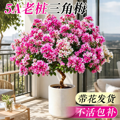 【带花发货】特级三角梅不活包赔