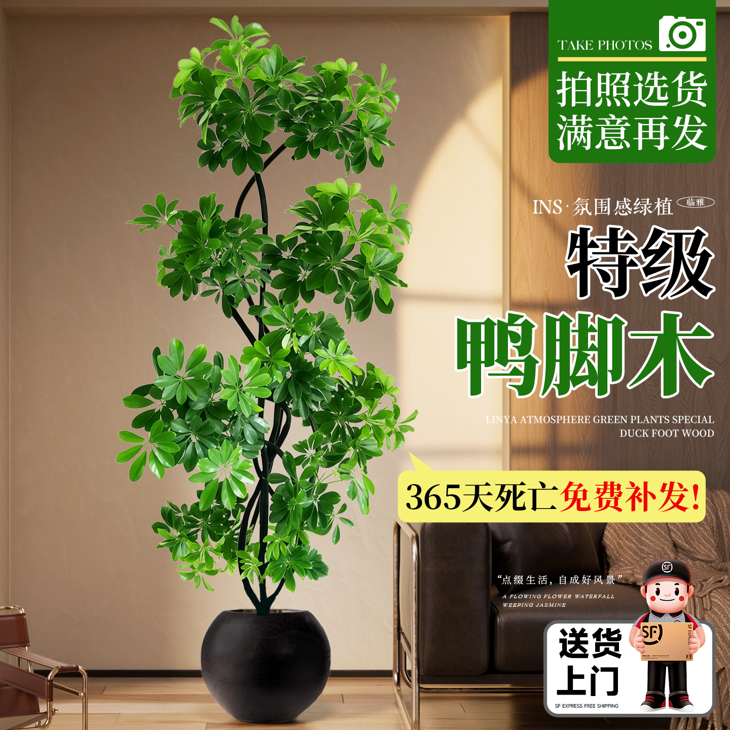 特级鸭脚木八方来财客厅大盆栽