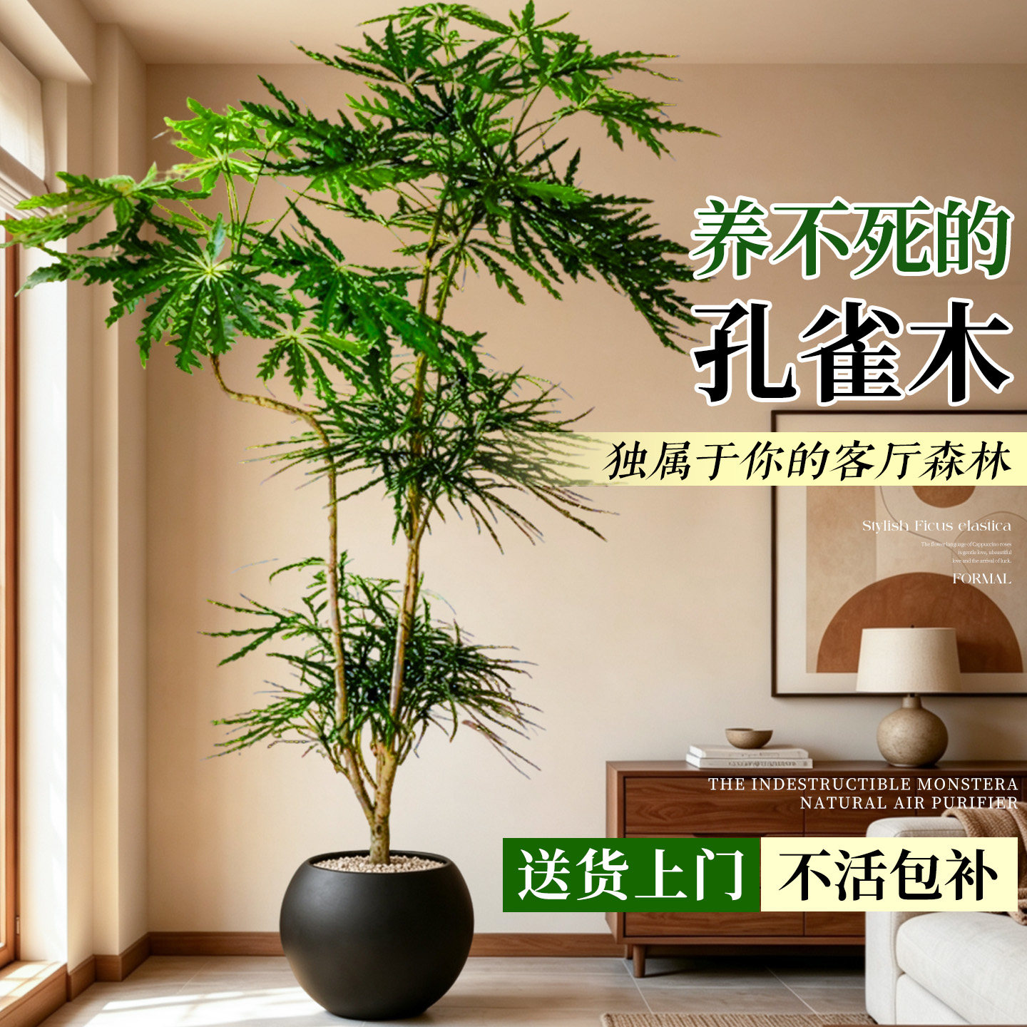 孔雀木大型落地盆栽好养图片