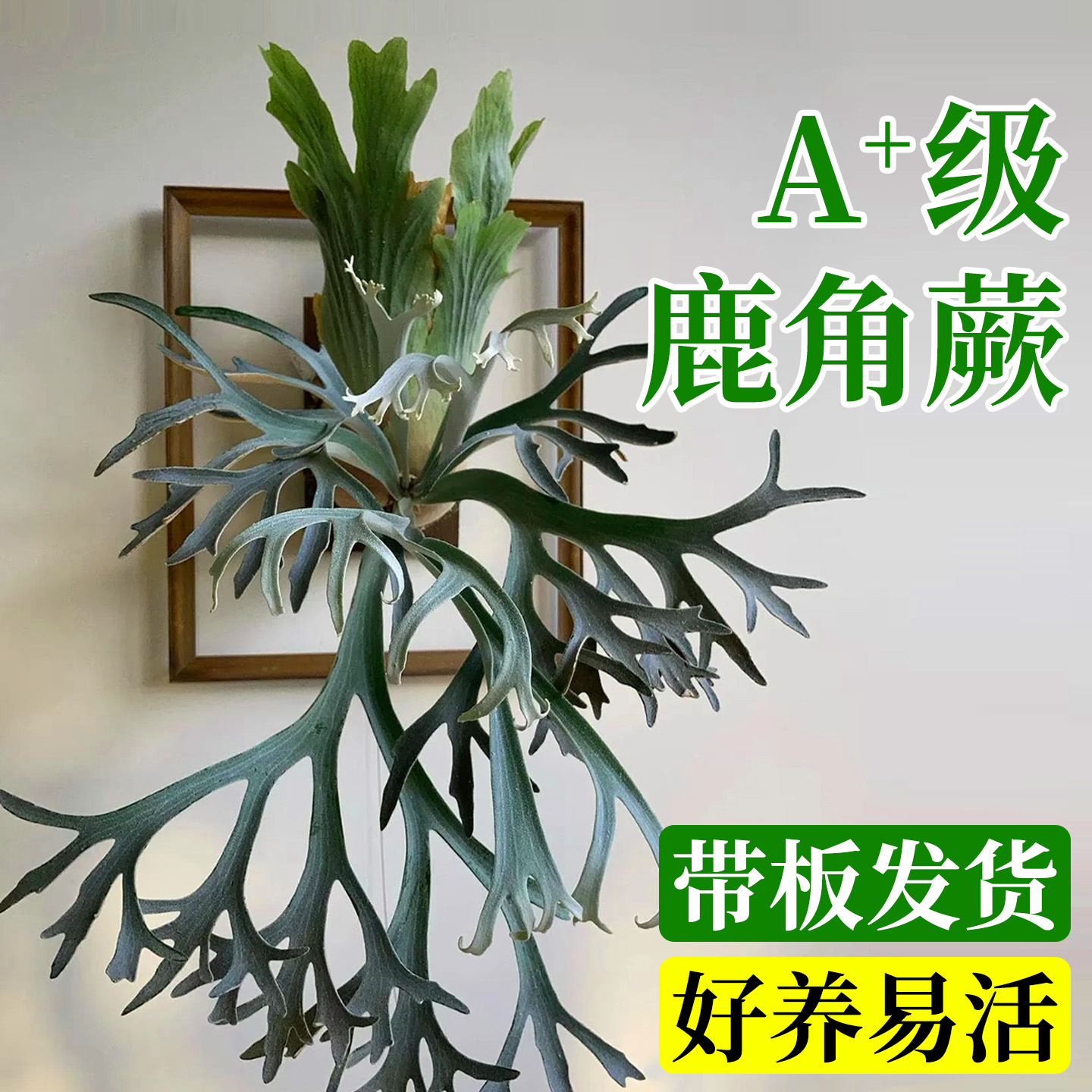 四季常青，北欧家装好物