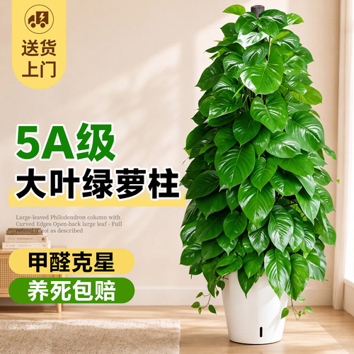 【特级绿萝柱】强效除醛不活包赔