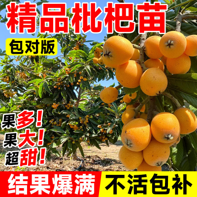 枇杷树果苗大果无核嫁接耐寒植物