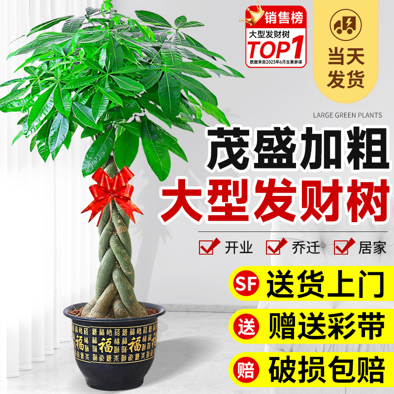 客厅大型发财树送货上门乔迁开业