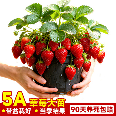 5A级草莓苗秧带盆栽好不活包赔