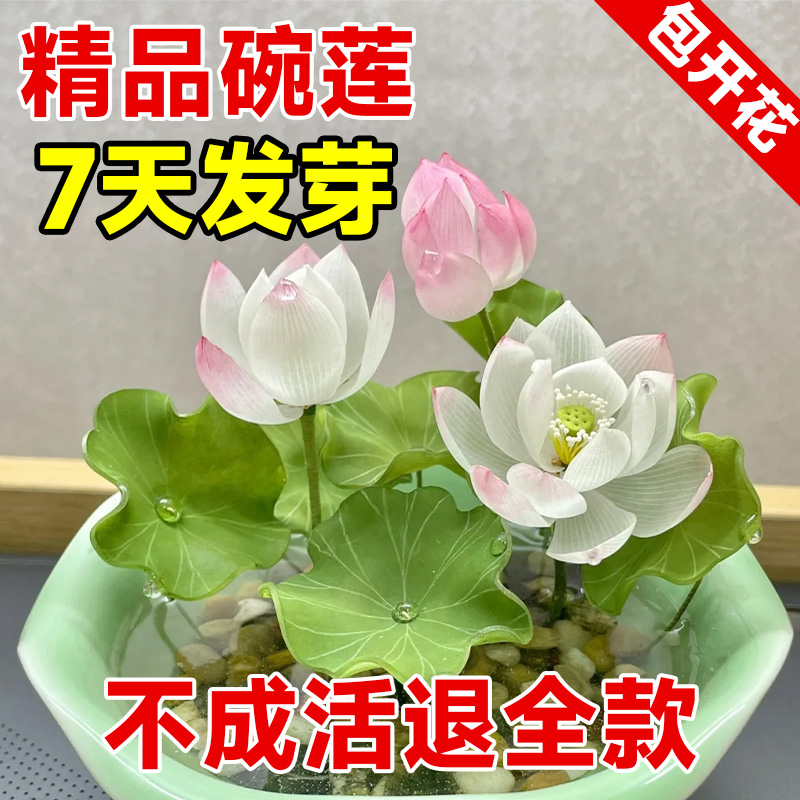 精品碗莲种子不成活退全款