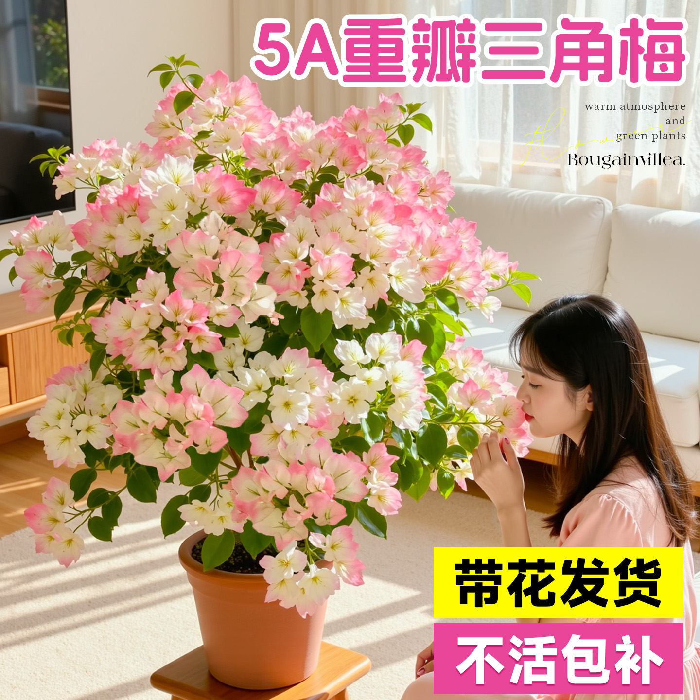 5A特级三角梅带大花发货不活补发