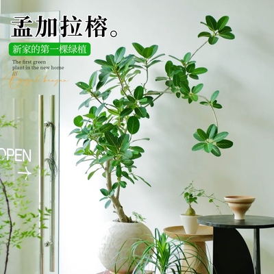 【A+爆款】孟加拉榕大型绿植物