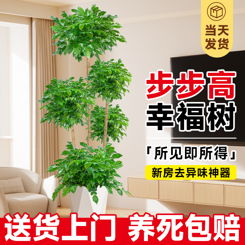 幸福树客厅盆栽大棵老桩多层造型