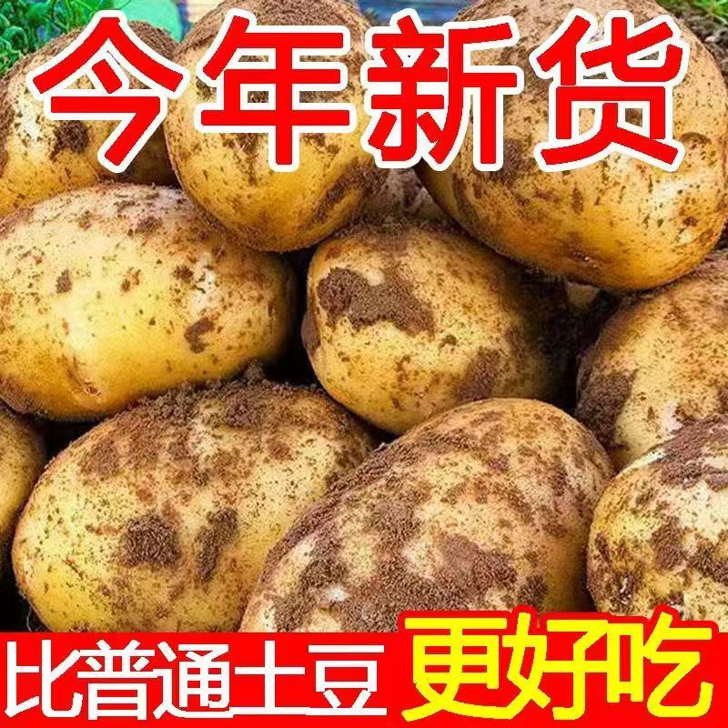 【新疆产地发货】新疆黄心土豆软糯黄心洋芋今年新货黄心马铃薯