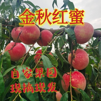 脆甜桃冬桃金秋红蜜包邮毛桃山东