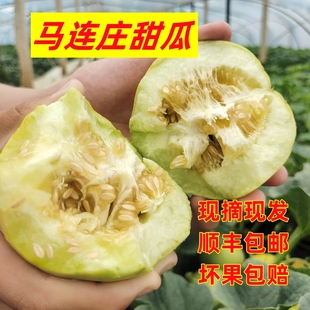 马连庄甜瓜脆甜头茬当季 顺丰 包邮 新鲜时令水果现摘香瓜特产