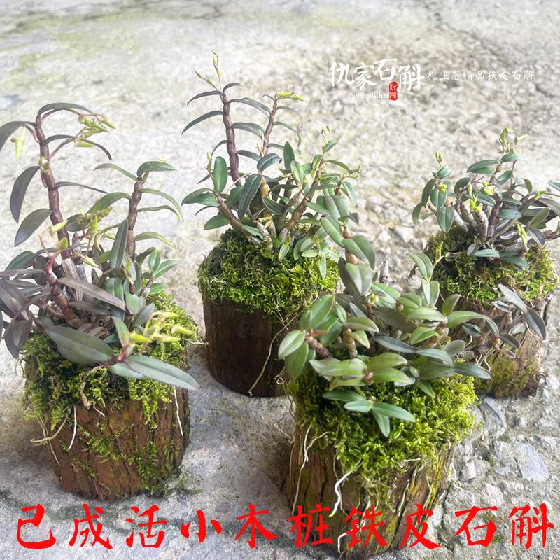 仇家石斛|浙江雁荡山铁皮石斛苔藓木桩苗 庭院阳台植物盆景已成活
