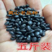 赤峰农家种植非转基因黑豆5斤装 肾形黄心小黑豆山地黑豆老品种