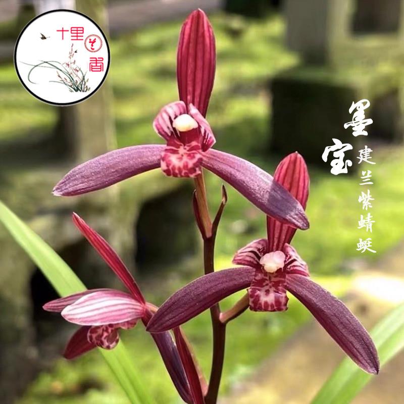建兰 墨宝 四季兰紫蜻蜓 紫凝 暮山紫夏带花苞兰花苗