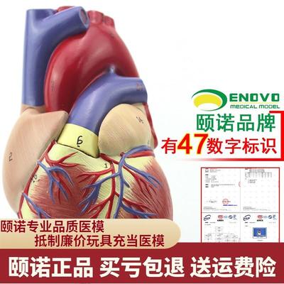 直销医学教学人体心脏模型可拆卸冠状动脉心血管血液循环解剖器官