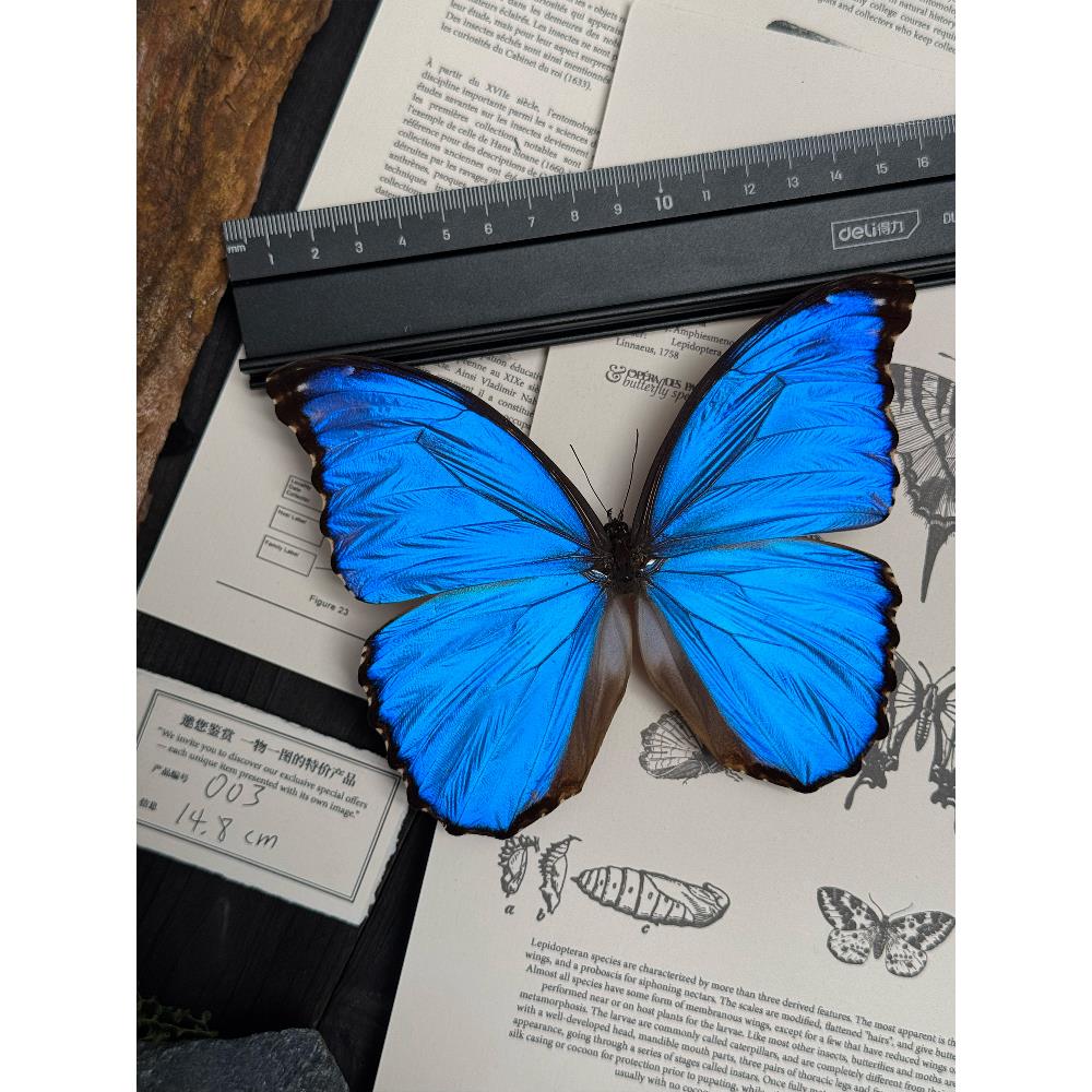 蓝色大闪蝶进口真蝶标本展翅一件件拍摄道具DIY手工机械蝴蝶翅膀